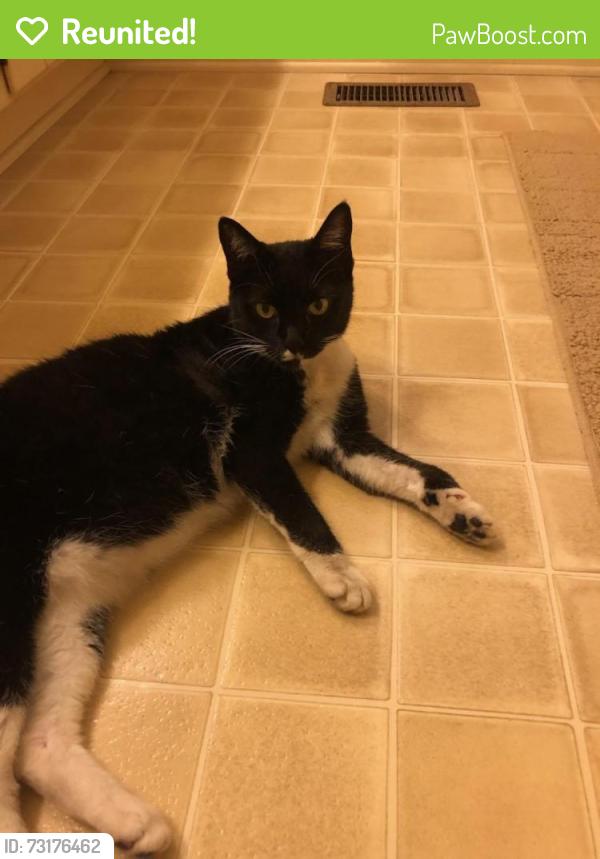 Reunited Female Cat last seen Carolina veterinarian hosp and bills body shop on Broadway road, Lee County, NC 27332