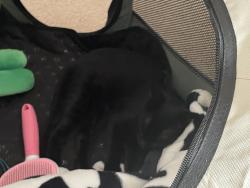 Lost Unknown Cat last seen airplane rd, McDonough, GA 30252