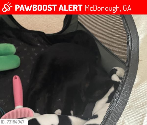 Lost Unknown Cat last seen airplane rd, McDonough, GA 30252