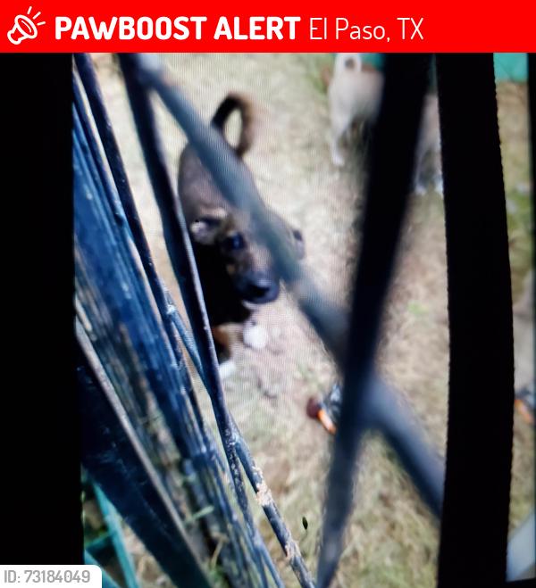 Lost Female Dog last seen Eastwood middle school, El Paso, TX 79935