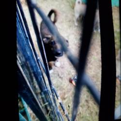 Lost Female Dog last seen Eastwood middle school, El Paso, TX 79935