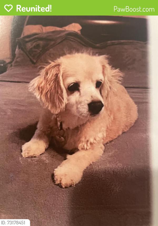 Reunited Male Dog last seen Prescott Circle and Valley Creek Dr., Frisco, TX 75033