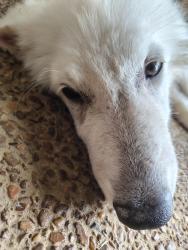 Found/Stray Male Dog last seen Vernon and Homer, Memphis, TN 38122