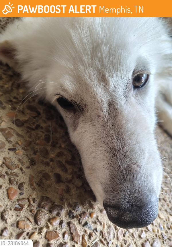Found/Stray Male Dog last seen Vernon and Homer, Memphis, TN 38122