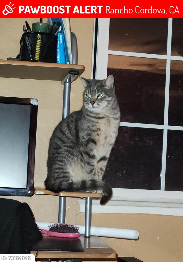 Lost Male Cat last seen .ills Park & Zinfandel, Rancho Cordova, CA 95670