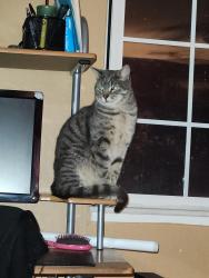 Lost Male Cat last seen .ills Park & Zinfandel, Rancho Cordova, CA 95670