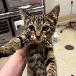 Shelter Stray Female Cat last seen , 54687 Co Rd 19, Bristol, IN 46507, USA