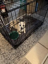 Found/Stray Male Dog last seen Greenwood and campo, Denver, CO 80221