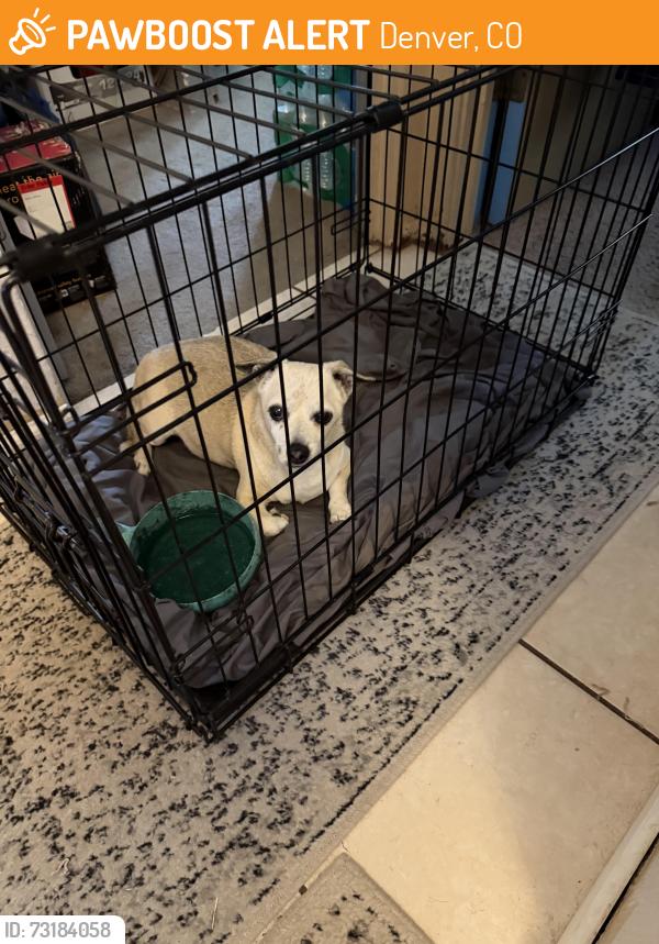Found/Stray Male Dog last seen Greenwood and campo, Denver, CO 80221