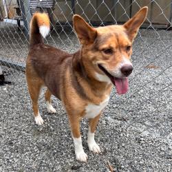 Shelter Stray Female Dog last seen , 328 Furman Hall Rd, Greenville, SC 29609, USA
