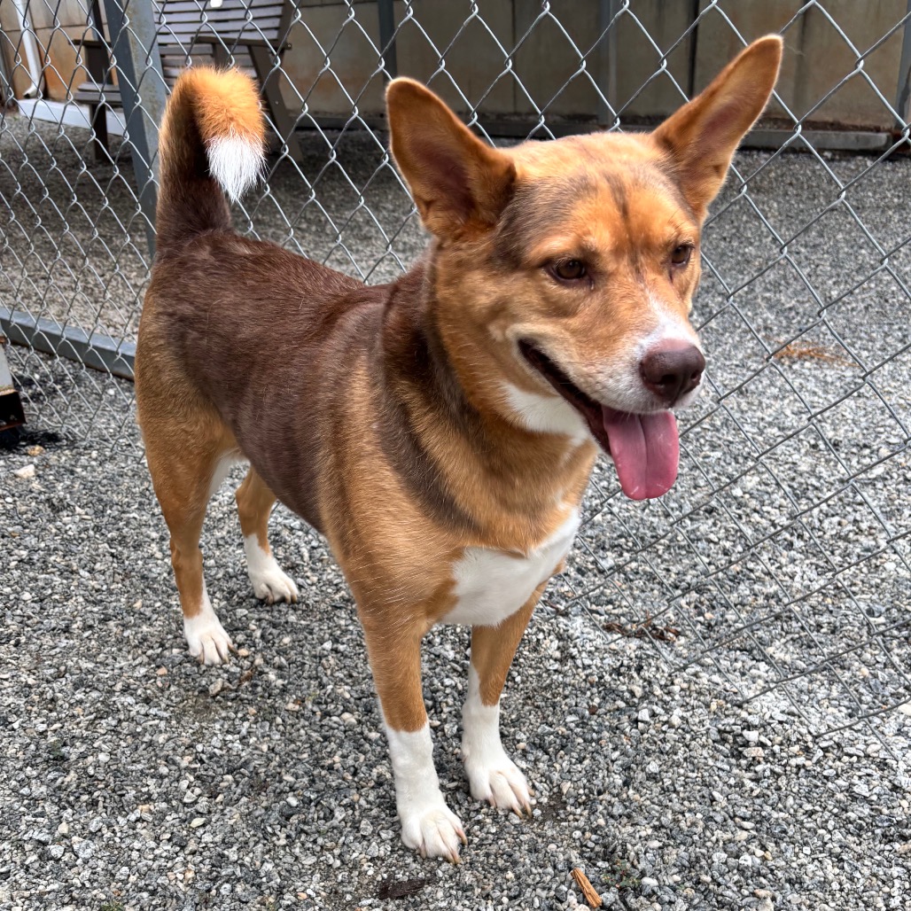 Shelter Stray Female Dog last seen , 328 Furman Hall Rd, Greenville, SC 29609, USA