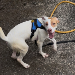 Shelter Stray Female Dog last seen , 328 Furman Hall Rd, Greenville, SC 29609, USA