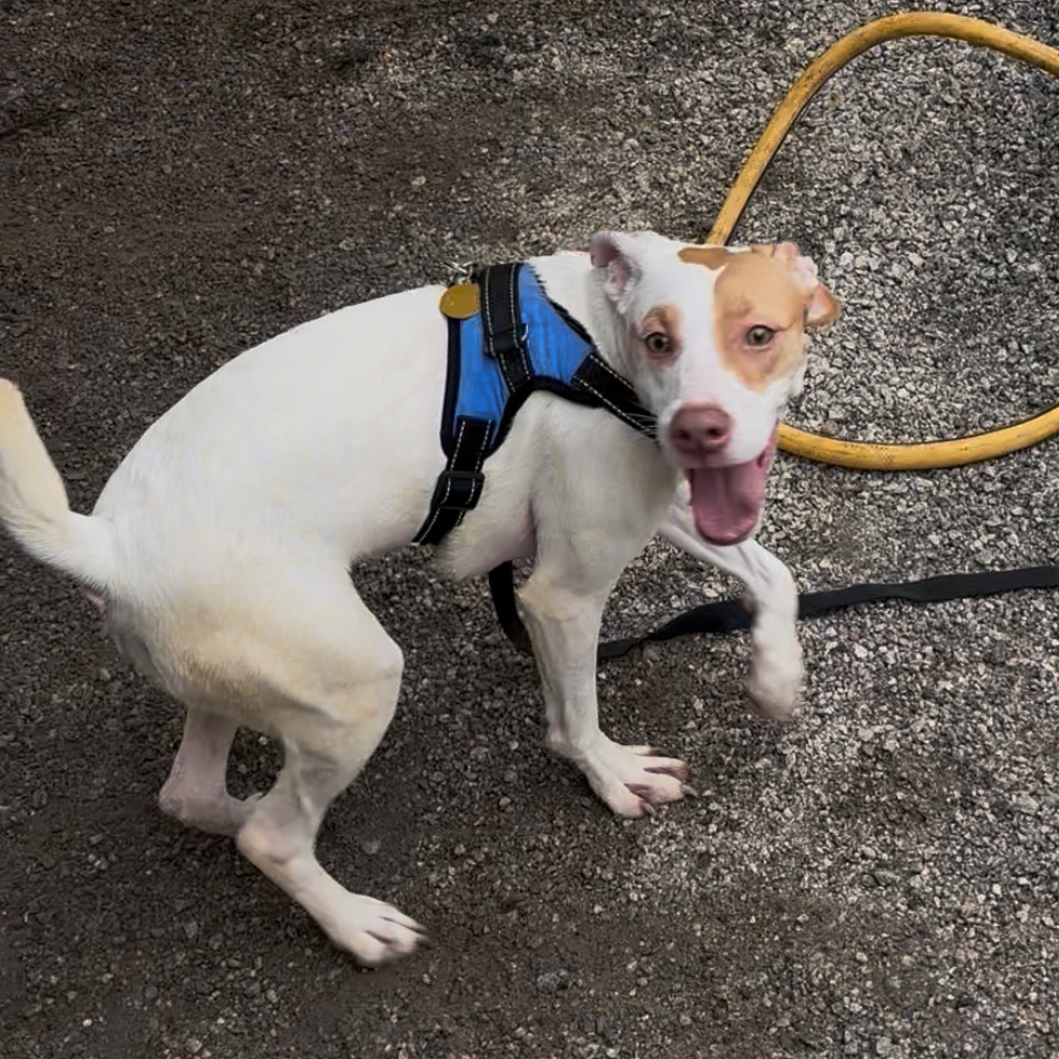 Shelter Stray Female Dog last seen , 328 Furman Hall Rd, Greenville, SC 29609, USA