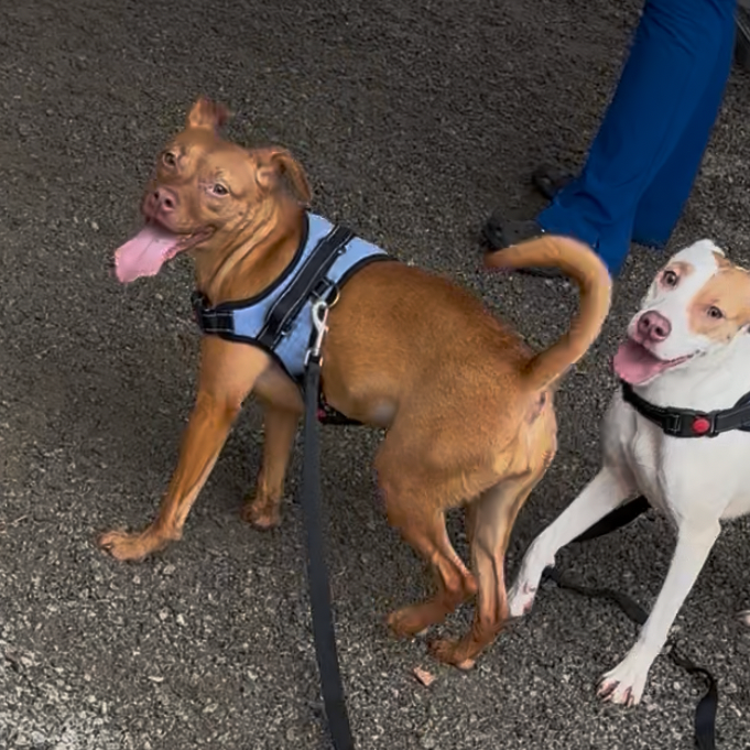 Shelter Stray Female Dog last seen , 328 Furman Hall Rd, Greenville, SC 29609, USA