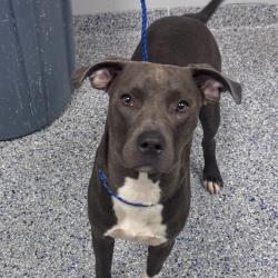 Shelter Stray Male Dog last seen , 328 Furman Hall Rd, Greenville, SC 29609, USA