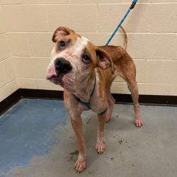 Shelter Stray Male Dog last seen , 2350 Appling City Cove, Memphis, TN 38133, USA