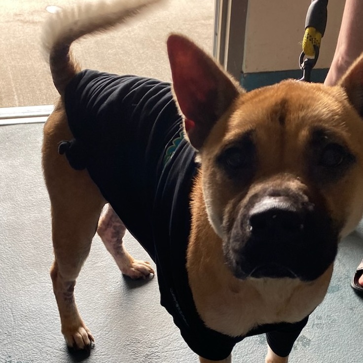 Shelter Stray Female Dog last seen , 2350 Appling City Cove, Memphis, TN 38133, USA