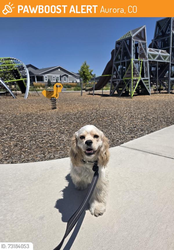 Found/Stray Male Dog last seen The Aurora Highlands by Richmond park, Aurora, CO 80019