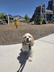 Found/Stray Male Dog last seen The Aurora Highlands by Richmond park, Aurora, CO 80019