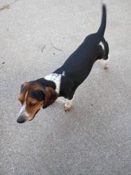 Found/Stray Male Dog last seen S 76th street, Tulsa, OK 74112