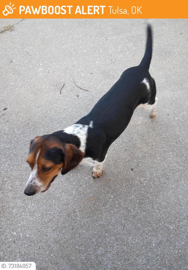 Found/Stray Male Dog last seen S 76th street, Tulsa, OK 74112