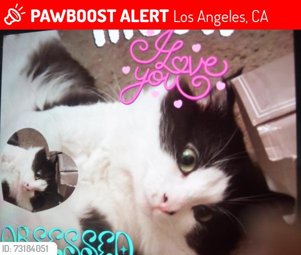 Lost Male Cat last seen Erwin st and sepulveda blvd, Los Angeles, CA 91411