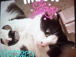 Lost Male Cat last seen Erwin st and sepulveda blvd, Los Angeles, CA 91411