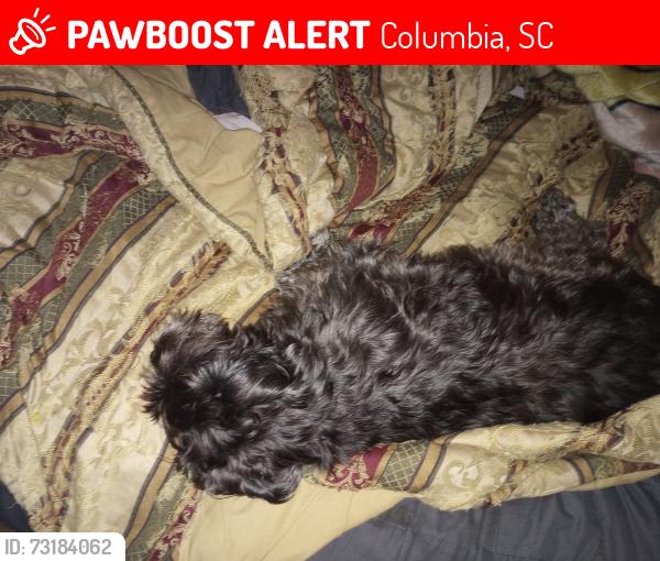 Lost Male Dog last seen Kiawah, Columbia, SC 29212