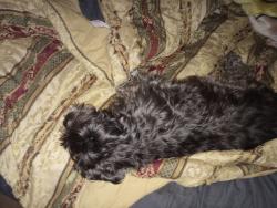 Lost Male Dog last seen Kiawah, Columbia, SC 29212