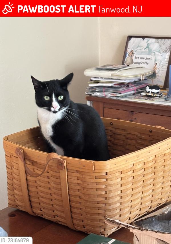 Lost Male Cat last seen Laurel Place and South Ave Fanwood, Fanwood, NJ 07023