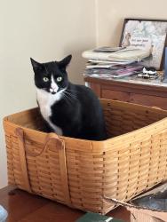 Lost Male Cat last seen Laurel Place and South Ave Fanwood, Fanwood, NJ 07023
