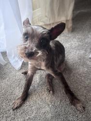 Reunited Female Dog last seen Daniel Goldfarb elementary school, Las Vegas, NV 89142