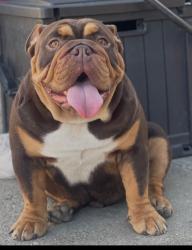 Lost Male Dog last seen 1538w 49th ST Los Angeles, Ca 90062, Los Angeles, CA 90062