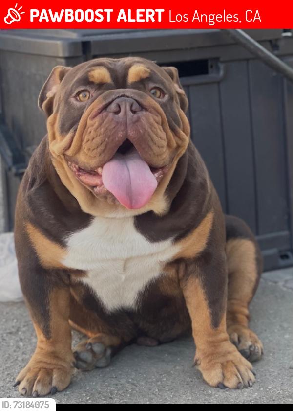 Lost Male Dog last seen 1538w 49th ST Los Angeles, Ca 90062, Los Angeles, CA 90062