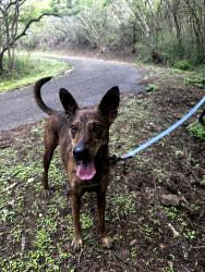 Reunited Male Dog last seen St John Lutheran Church/Kailua Road, Kailua, HI 96734
