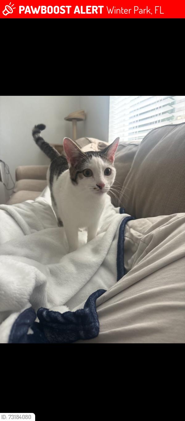 Lost Male Cat last seen Pineview circle across from YMCA, Winter Park, FL 32792