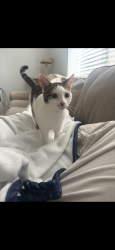 Lost Male Cat last seen Pineview circle across from YMCA, Winter Park, FL 32792