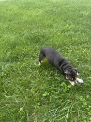 Reunited Female Dog last seen Forest st, Asheville, NC 28803