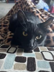 Lost Female Cat last seen Buchanan, Nashville, TN 37208
