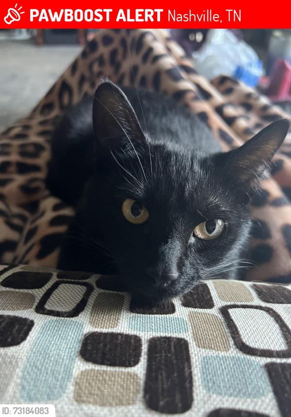 Lost Female Cat last seen Buchanan, Nashville, TN 37208