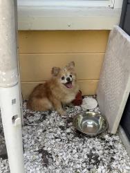 Reunited Unknown Dog last seen 34th Ave N and 52nd st N, St. Petersburg, FL 33710