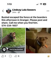 Reunited Male Dog last seen Mile Marker 82 Indiana Toll Road, Mishawaka, IN 46530
