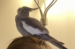 Lost Female Bird last seen Tudor Village, Ozone Park NY (84th street / Pitkin Ave), Queens, NY 11417