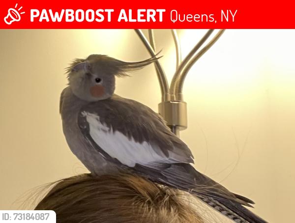 Lost Female Bird last seen Tudor Village, Ozone Park NY (84th street / Pitkin Ave), Queens, NY 11417
