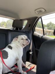 Reunited Male Dog last seen E Cheryl ave and DS training office, Bedford, TX 76022