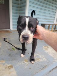 Reunited Male Dog last seen Near Turner St East Point GA 30344, East Point, GA 30344