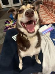 Reunited Male Dog last seen Near Shaw Rd, South San Francisco, CA 94080, USA, South San Francisco, CA 94080