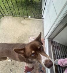 Found/Stray Unknown Dog last seen Kingdom Hall of Jehovah’s witness, Lawrence, IN 46226
