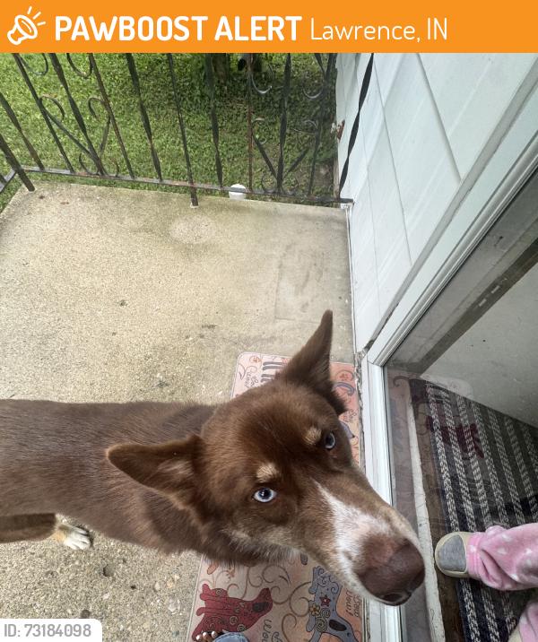 Found/Stray Unknown Dog last seen Kingdom Hall of Jehovah’s witness, Lawrence, IN 46226
