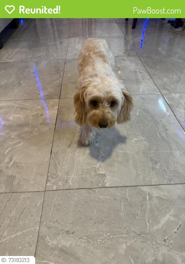 Reunited Female Dog last seen St Jude Ave, El Paso, TX 79936, USA, El Paso, TX 79936